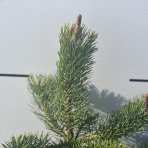 Borovica čierna (Pinus nigra) ´OREGON GREEN´ – výška: 40-60 cm, kont. C5L